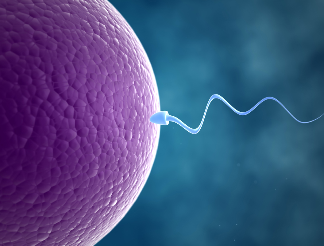 Embryology in the Qur’an